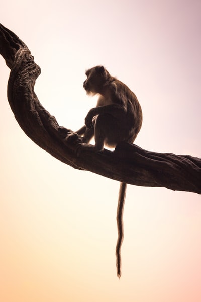 棕猴坐在树枝上
